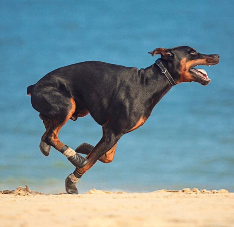 Waterproof Dog boots